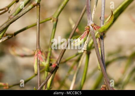 Acer montrant les premiers signes de croissance au printemps Banque D'Images