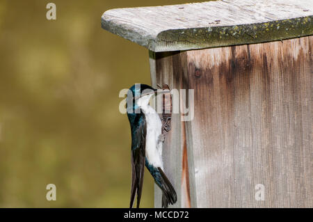 Le petit Canada, au Minnesota. Gervais Parc. L'Hirondelle bicolore mâle, Tachycineta bicolor, portant le matériel du nid à sa partenaire pour construire un nid dans l'imbrication b Banque D'Images