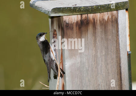 Le petit Canada, au Minnesota. Gervais Parc. Les Hirondelles, Tachycineta bicolor, portant le matériel du nid pour construire un nid dans le nichoir. Banque D'Images