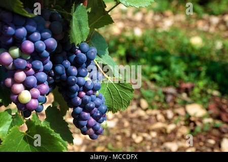 Pinot noir rouge vin rouge raisin Bourgogne le vignoble de France. Banque D'Images
