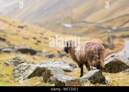 Moutons herdwick dans Lake District Banque D'Images