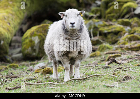 Un mouton debout regardant la caméra Banque D'Images