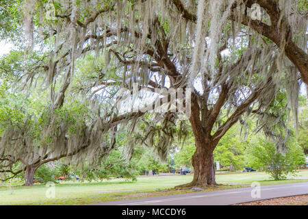 Le sud de Live Oak tree avec mousse espagnole suspendu à des branches dans Audubon Park, New Orleans, Louisiane, USA. Pas de gens, photo horizontale de jour Banque D'Images