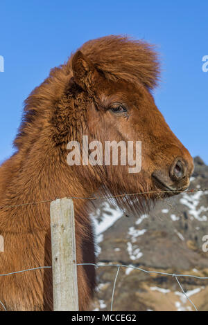 Cheval islandais, une race connue pour sa robustesse, sa convivialité et la démarche inhabituelle, dans une ferme le long de la côte sud de l'Islande Banque D'Images