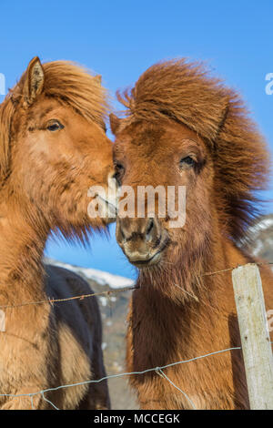 Chevaux Islandais, une race connue pour sa robustesse, sa convivialité et la démarche inhabituelle, dans une ferme le long de la côte sud de l'Islande Banque D'Images