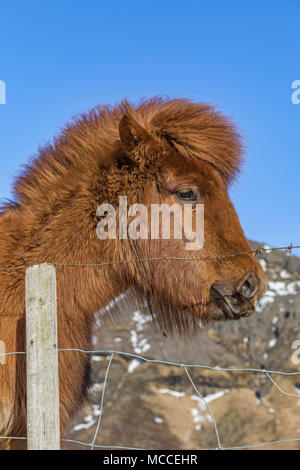 Cheval islandais, une race connue pour sa robustesse, sa convivialité et la démarche inhabituelle, dans une ferme le long de la côte sud de l'Islande Banque D'Images