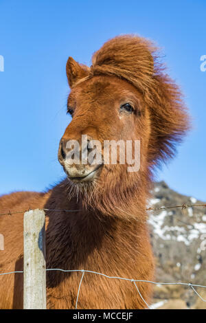 Cheval islandais, une race connue pour sa robustesse, sa convivialité et la démarche inhabituelle, dans une ferme le long de la côte sud de l'Islande Banque D'Images