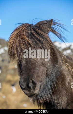 Cheval islandais, une race connue pour sa robustesse, sa convivialité et la démarche inhabituelle, dans une ferme le long de la côte sud de l'Islande Banque D'Images