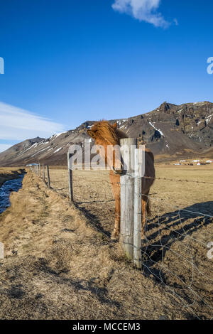 Cheval islandais, une race connue pour sa robustesse, sa convivialité et la démarche inhabituelle, dans une ferme le long de la côte sud de l'Islande Banque D'Images