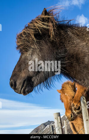 Chevaux Islandais, une race connue pour sa robustesse, sa convivialité et la démarche inhabituelle, dans une ferme le long de la côte sud de l'Islande Banque D'Images