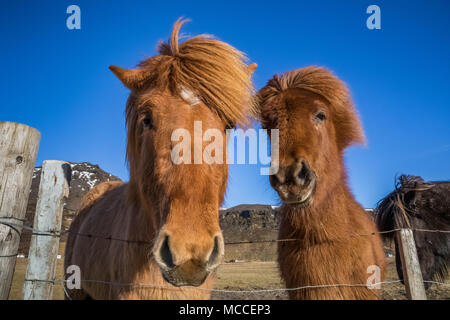 Chevaux Islandais, une race connue pour sa robustesse, sa convivialité et la démarche inhabituelle, dans une ferme le long de la côte sud de l'Islande Banque D'Images