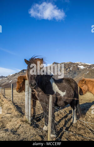 Chevaux Islandais, une race connue pour sa robustesse, sa convivialité et la démarche inhabituelle, dans une ferme le long de la côte sud de l'Islande Banque D'Images