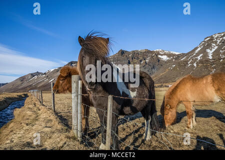 Chevaux Islandais, une race connue pour sa robustesse, sa convivialité et la démarche inhabituelle, dans une ferme le long de la côte sud de l'Islande Banque D'Images