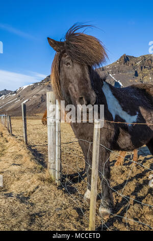 Cheval islandais, une race connue pour sa robustesse, sa convivialité et la démarche inhabituelle, dans une ferme le long de la côte sud de l'Islande Banque D'Images