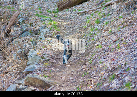 Pup floue en noir et blanc est monté libre dans le sentier forestier Banque D'Images