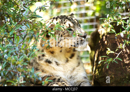 Snow Leopard dans les buissons Banque D'Images
