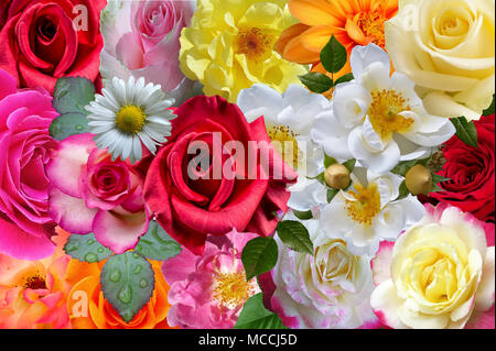 Des rangées de roses et de fleurs désossée dans un bouquet Banque D'Images
