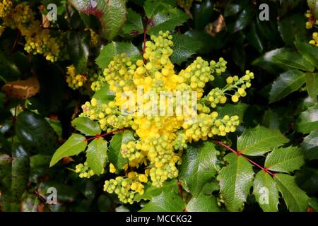 Mahonia aquifolium fleurs jaunes au printemps, Détail Banque D'Images