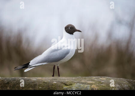 Portrait d'une mouette rieuse Larus ridibundus Black dans le profil contre le bosquet Banque D'Images