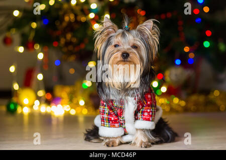 Chien Yorkshire Terrier dans un costume à carreaux se repose sur un arbre de Noël fond garland Banque D'Images