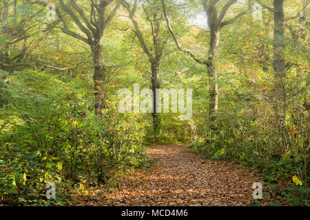 Un chemin dans le bois de forêts anciennes The Blean près de Dunkerque, Kent, UK. Banque D'Images