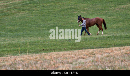 Leesburg, États-Unis. 15 avril 2018. États-unis : 15 avril 2018 : un groom se refroidit une maison après une course à la 52e assemblée annuelle de recherche de Loudoun courses Point à Point à Oatlands plantation près de Leesburg. (Photo par Douglas Graham/Loudoun maintenant) Banque D'Images