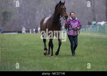 Leesburg, États-Unis. 15 avril 2018. États-unis : 15 avril 2018 : un groom se refroidit une maison après une course à la 52e assemblée annuelle de recherche de Loudoun courses Point à Point à Oatlands plantation près de Leesburg. (Photo par Douglas Graham/Loudoun maintenant) Banque D'Images