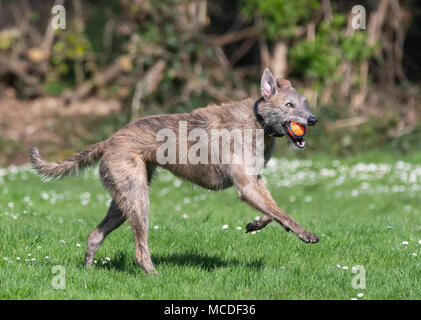 Femelle Scottish Deerhound Lurcher chien qui court avec une boule dans la bouche c'est dans un parc au soleil au printemps au Royaume-Uni. Banque D'Images