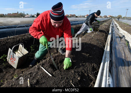 Chlumin, République tchèque. 14 avr, 2018. Les travailleurs agricoles saisonniers récolter les asperges sur un champ d'une ferme en Chlumin, République tchèque, le 14 avril 2018. Credit : Ondrej Deml/CTK Photo/Alamy Live News