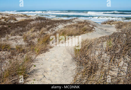 Outer Banks : Sentier de la plage de sable d'un chemin mène au pied des dunes couvertes à la plage de Cape Hatteras National Seashore. Banque D'Images