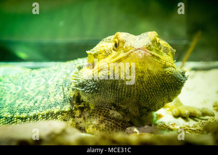 Un dragon barbu (Pogona vitticeps) en captivité à la Saskatoon Forestry Farm Park et Zoo de Saskatoon, Saskatchewan, Canada. Banque D'Images