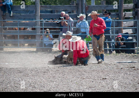 Cowboys round up un veau dans le cadre d'une maquette de l'événement de marque qui faisait partie de l'ranch rodeo au Bar U Ranch historique dans la région de Longview, Alberta. Banque D'Images