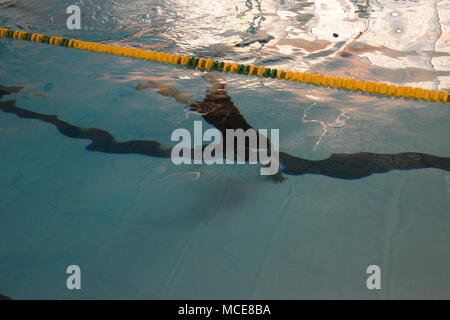 Le sergent de l'armée américaine. Jacobus Bois, affecté à la garnison de l'armée américaine Benelux, se déplace une brique dans la piscine au fond de l'eau pendant la compétition meilleur guerrier de la garnison dans la piscine sur le Grand quartier général des Puissances alliées en Europe (SHAPE), Belgique, le 21 février 2018. (U.S. Photo de l'armée par Visual Spécialiste de l'information Henri Cambier) Banque D'Images