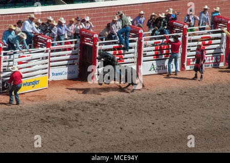 Un bull rider est jeté d'une bull au rodeo au Stampede de Calgary, Calgary, Alberta. Le Stampede de Calgary est un rodéo annuel, d'exposition et Banque D'Images