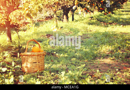 Panier avec des oranges dans la plantation d'agrumes. Filtrée Vintage Banque D'Images