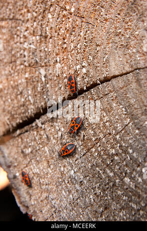 Colonie de firebugs, également connu sous le nom de pyrrhocoris apterus sur un tronc d'arbre, de mousse et de champignon poussant sur le vieil arbre. Banque D'Images