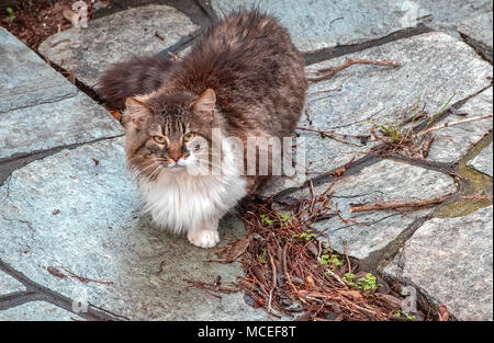 Rouge Blanc et gris cat sitting on stone street et à nous. Banque D'Images