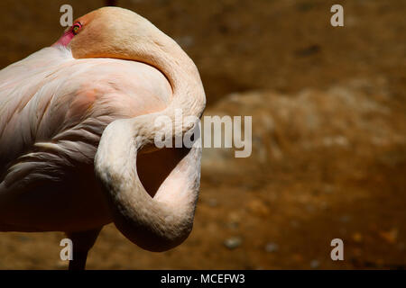 Flamant rose avec son bec du plumage Banque D'Images