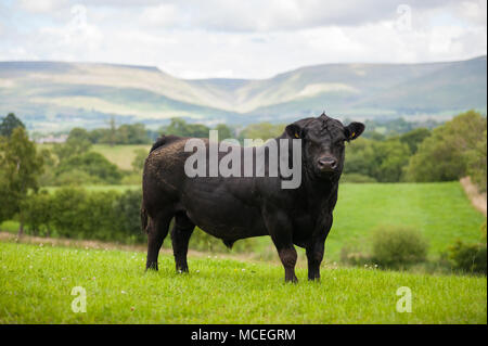 Aberdeen Angus noir Pedigree bull pâturage dans Cumbria avec les Pennines et haute Tasse Nick en arrière-plan. Banque D'Images