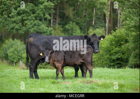 Arbre d'Aberdeen Angus noir lait de vache un pedigree Aberdeen Angus noir de pâturage dans la région de Cumbria. veau Banque D'Images