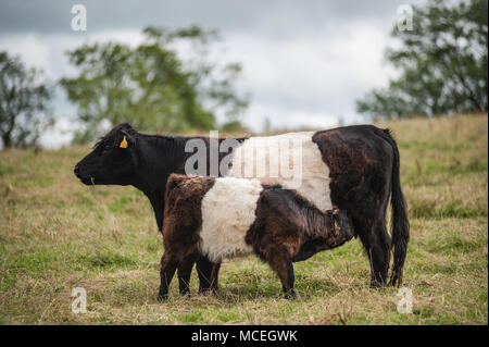 Ceinture pure et pure vache veau à ceinture paissant dans un champ dans l'Eden Valley en Cumbria. Banque D'Images