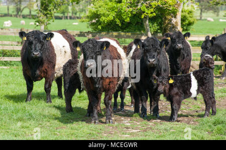 Les vaches à ceinture pure et pure à ceinture veaux paissant dans un champ dans le Northumberland. Banque D'Images