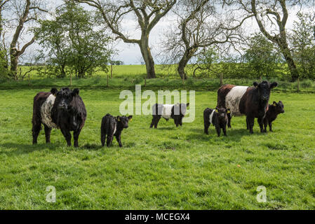 Vache à ceinture pure et pure à ceinture veaux paissant dans un champ dans le Northumberland. Banque D'Images