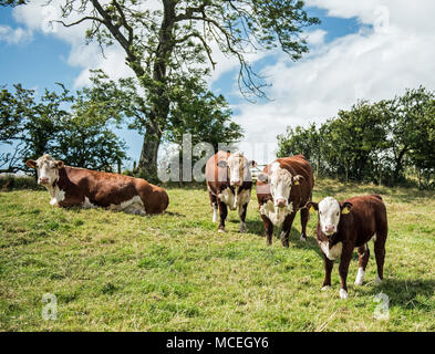 Arbre d'Hereford Hereford pedigree et vache veaux paissant dans la vallée de l'Eden en Cumbria. Banque D'Images