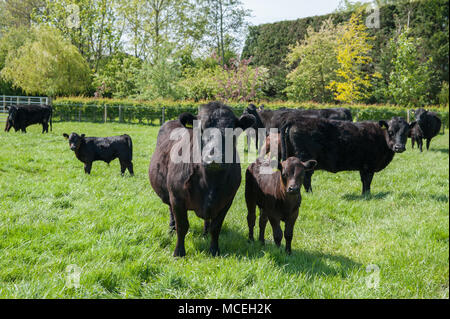 Arbre noir Dexter vaches et veaux de race noire Dexter paissant dans un champ dans la région de Cumbria. Banque D'Images