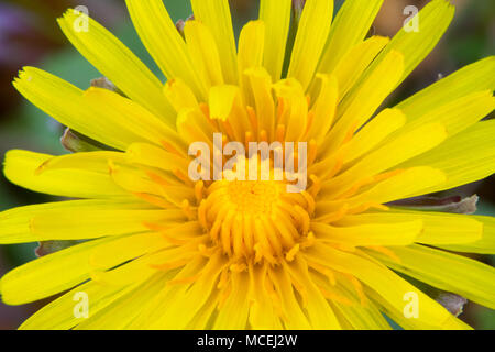 Gros plan de la tête d'une fleur composite Dandelion Banque D'Images