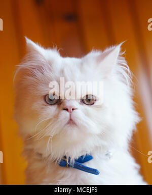 Le persan et le Turc Van cats cross race, couleur blanche et chat avec les yeux impairs Banque D'Images