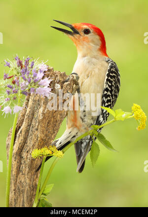 Un appel à ventre roux parmi les fleurs du printemps. Banque D'Images