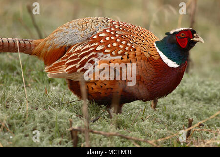 Un Faisan de Colchide pause dans le plumage de cour. Banque D'Images