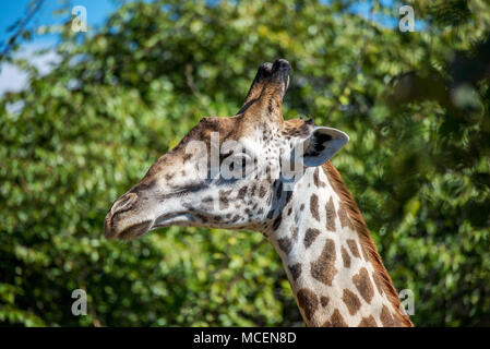 CLOSE UP DE RHODESIAN GIRAFE THORNICROFT'S OU Girafe (Giraffa camelopardalis) THORNICROFTI LA TÊTE, Zambie Banque D'Images